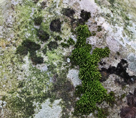 Mosaskófir á steinum